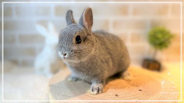 ネザーランドドワーフ | うさぎ販売 | 札幌のうさぎ販売・ペット